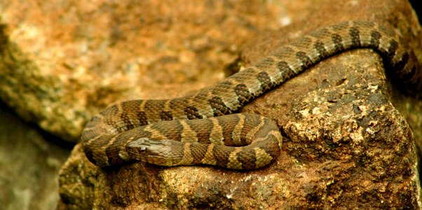 Northern Water Snake