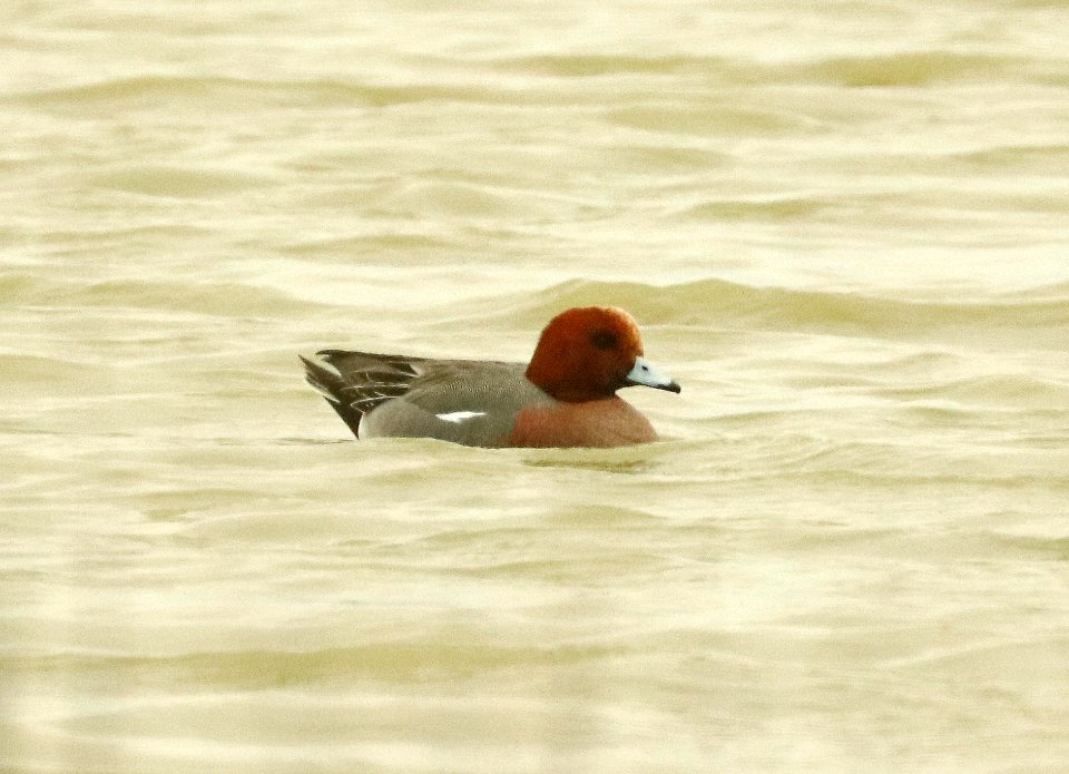 026 - EURASIAN WIGEON (2-10-2019) lake cochise golf course, cochise co, az -01