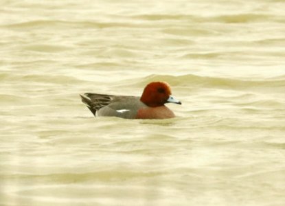 026 - EURASIAN WIGEON (2-10-2019) lake cochise golf course, cochise co, az -01