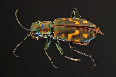 Yellowstone white tiger beetle (top view) - Cicindela haemorrhagica