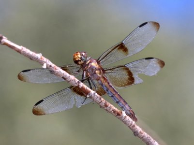 SKIMMER, WIDOW (Libellula luctuosa) (9-27-2020) pena blanca lake, santa cruz co, az -02 female