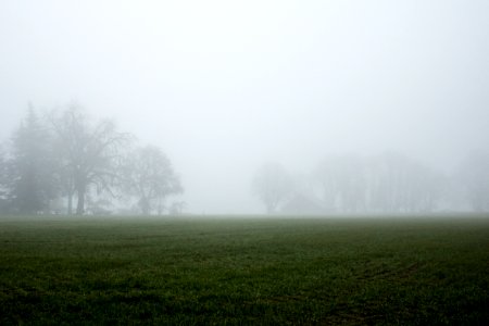 Farmland with winter trees covered in heavy fog, Oregon