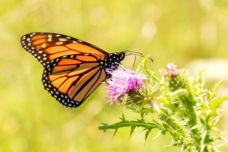 Monarch Butterfly