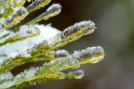 Pine Needles Frozen in Ice