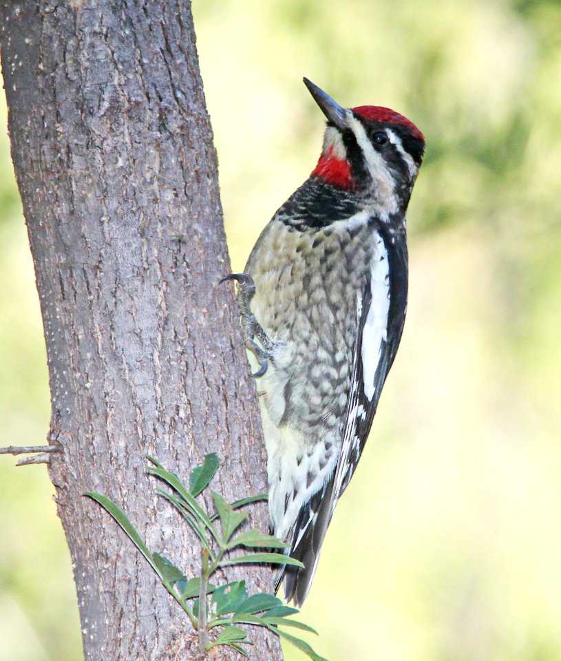 SAPSUCKER, RED-NAPED (10 -7-10) pena blanca lake, scc, az -01