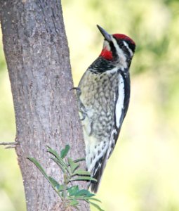 SAPSUCKER, RED-NAPED (10 -7-10) pena blanca lake, scc, az -01