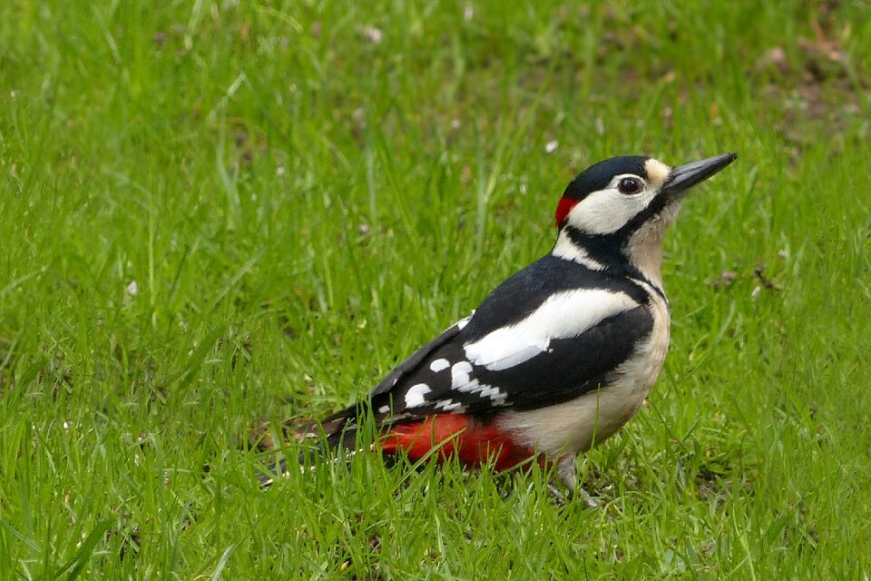 Great spotted woodpecker garden foraging