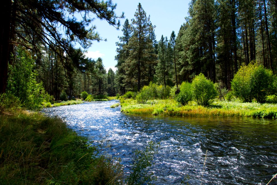 Metolius River, Oregon