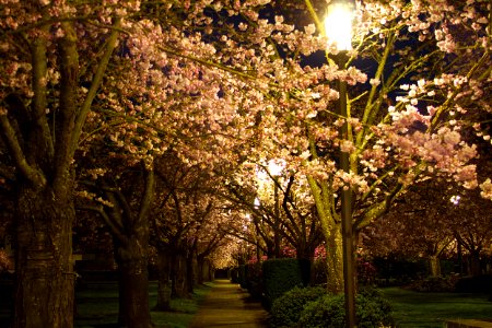 Cherry blossoms and park lamps, Salem Oregon photo