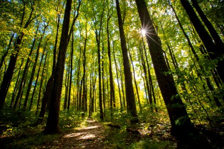 Walk into the Poplar Forest - Low Gap (mile 8)