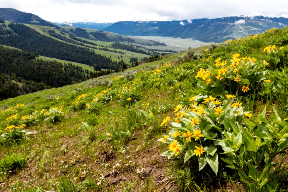 Wildflowers in Lamar Valley