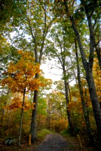 Inviting Fall Trail