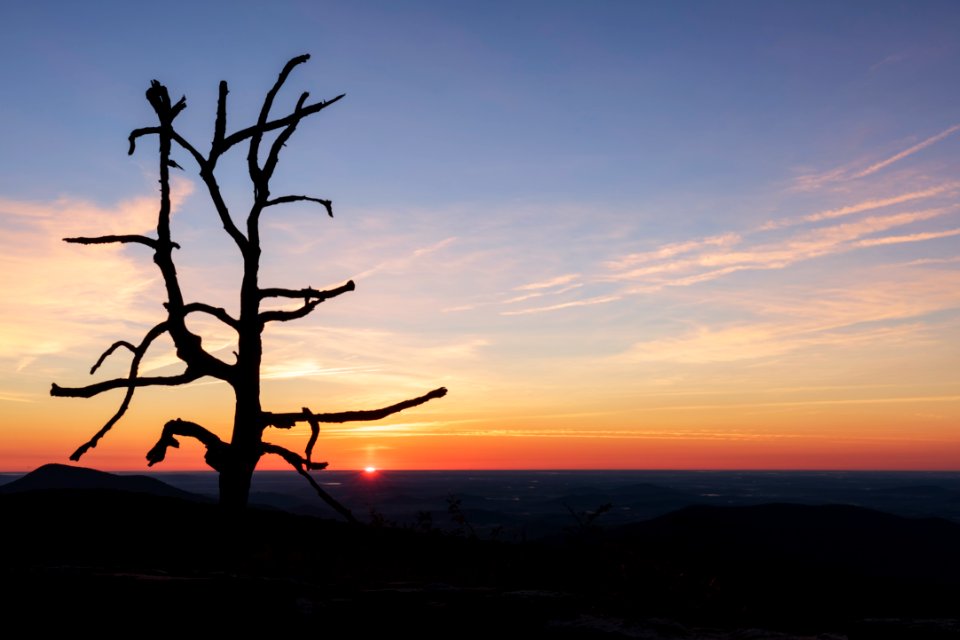 Old Snag Sunrise photo