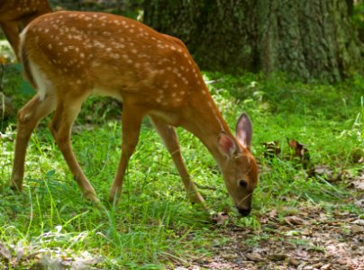 White-Tailed Deer Fawn photo