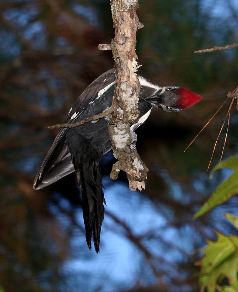 544 - PILEATED  WOODPECKER (10-31-2016) indian river, aleander state forest, rapides parish, la -03