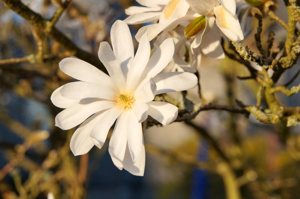Blossom bloom plant