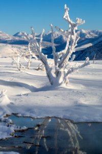 Tree covered in rime ice, Mammoth Hot Springs photo