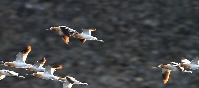 American avocets flying above Floating Island Lake