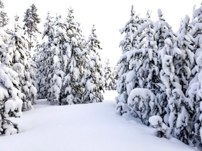 Lodgepole pine forest on Howard Eaton Trail near Old Faithful