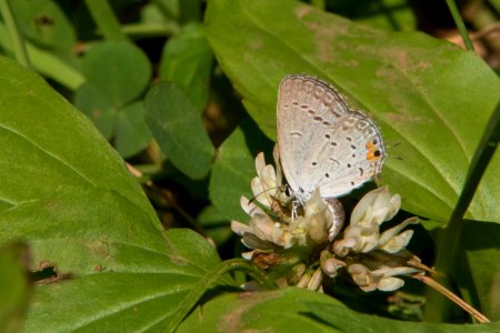 Eastern Tailed Blue Butterfly photo