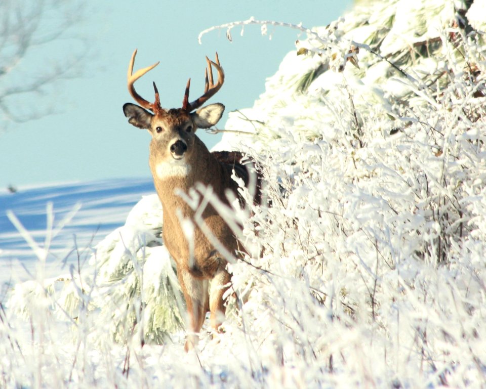 White-tailed Deer- Buck