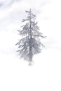 Tree covered in rime ice near Mud Volcano photo