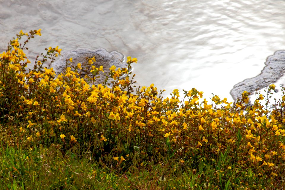 Monkey flowers near hot spring