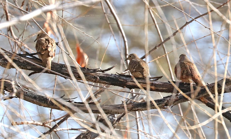 437 - RUDDY GROUND-DOVE (2-3-2017) de anza trail, rio rico, santa cruz co, az -09 females and male