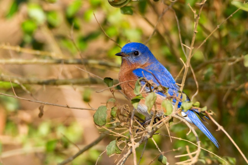 Eastern Bluebird