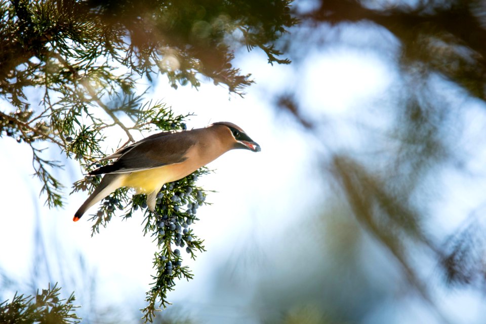 Cedar Wax Wing on Cedar Tree