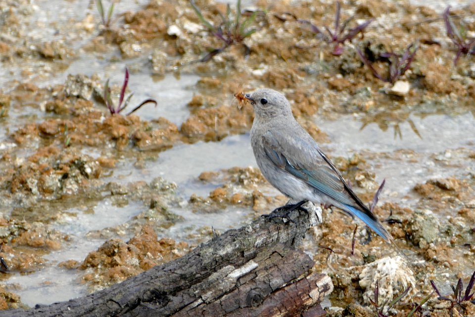 Female mountain bluebird at West Thumb Geyser Basin