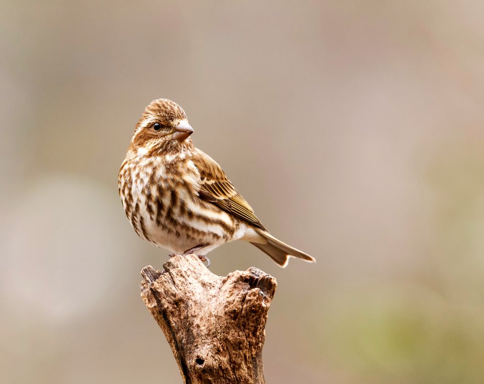 Purple Finch (female)