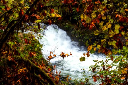 Sweet Creek Waterfalls, Oregon photo