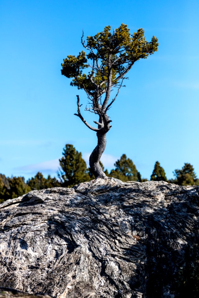 Life finds a way