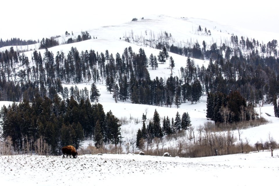Bison with Specimen Ridge Backdrop