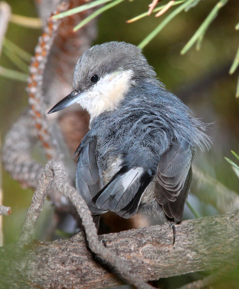 687 - PYGMY NUTHATCH (8-14-13) los alamos, nm -06