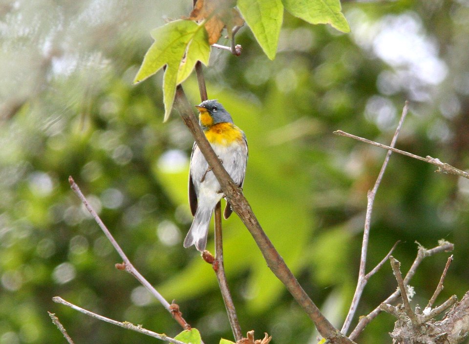 PARULA, NORTHERN (6-3-09) probable adult male, cerro alto c g rd, slo county -01