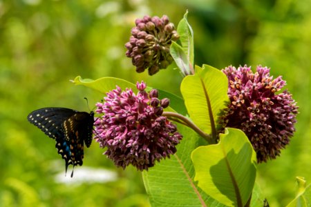 Black Swallowtail Butterfly photo