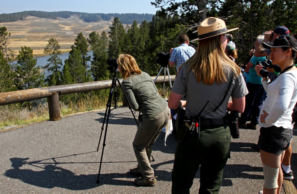Wildlife viewing in Hayden Valley