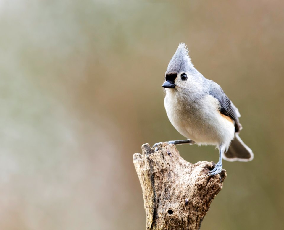 Tufted Titmouse photo