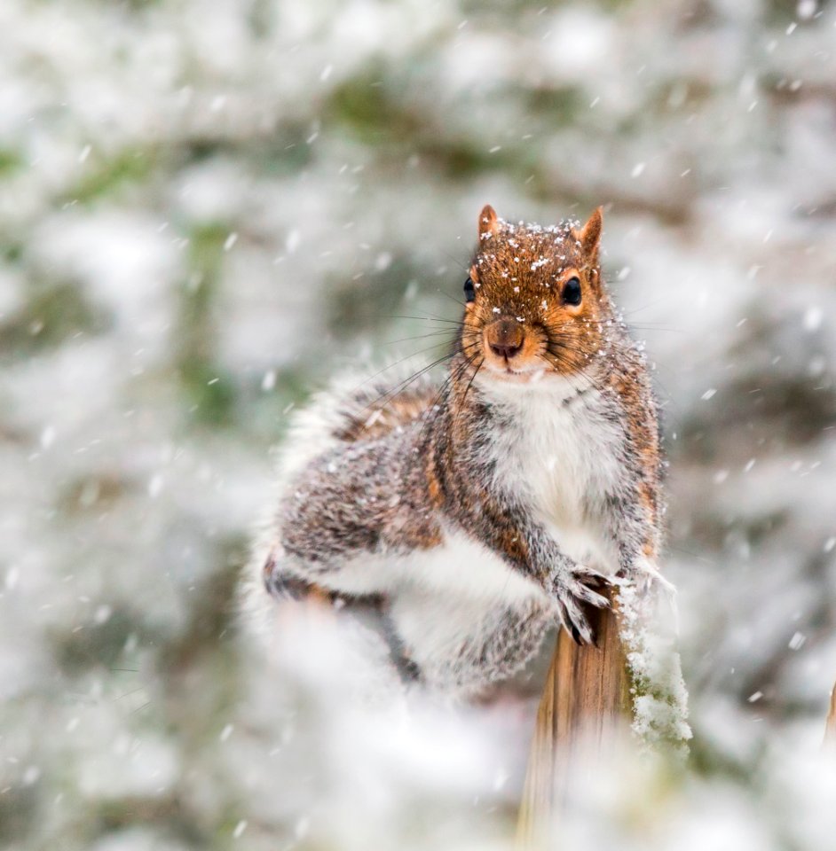 Gray Squirrel photo