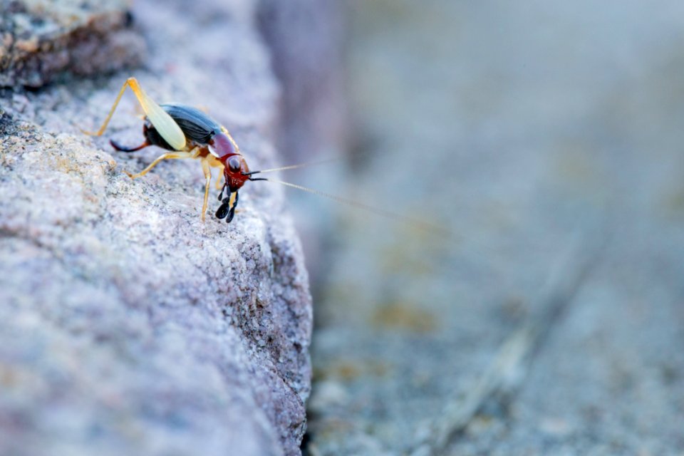 Handsome Trig (Phyllopalpus pulchellus)
