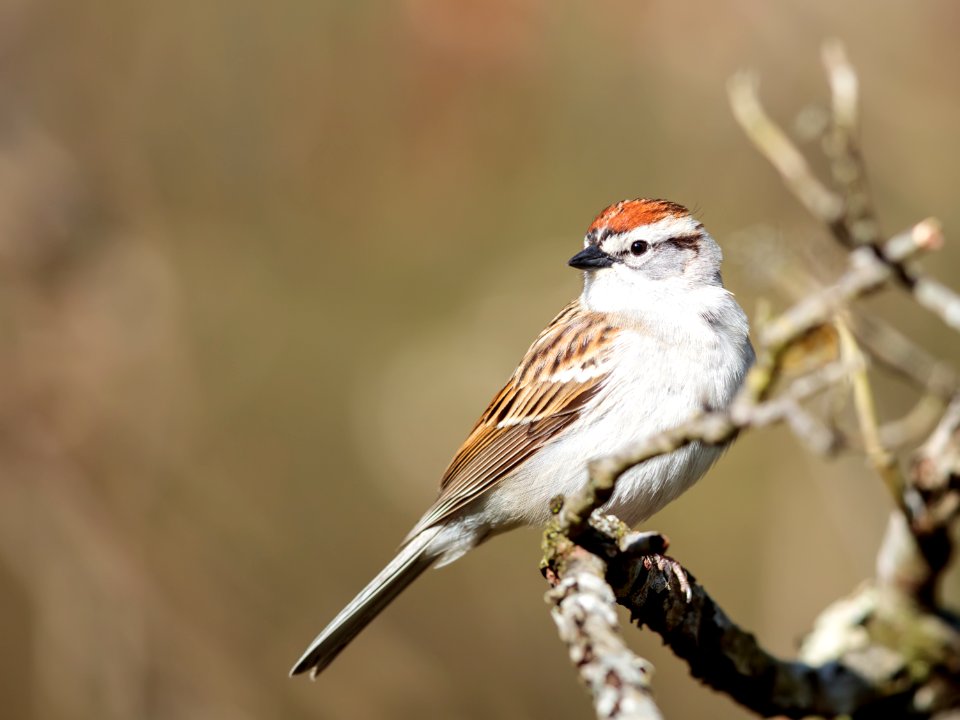 Chipping Sparrow