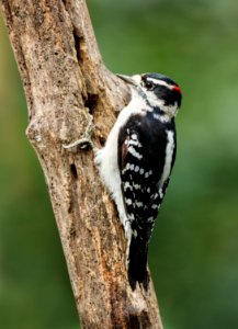 Downy Woodpecker (male) photo