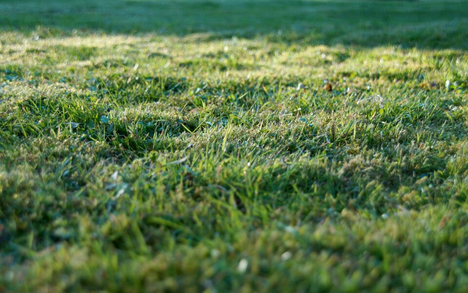 Garden texture nature