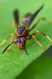 Wasp