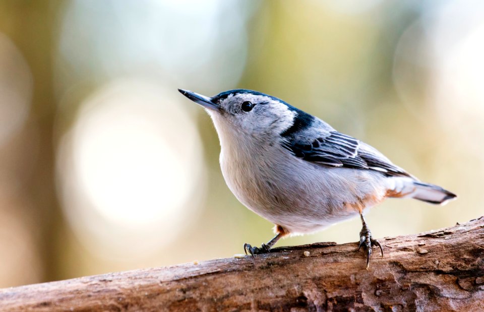 White-breasted Nuthatch