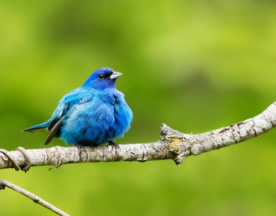 Indigo Bunting (male) photo