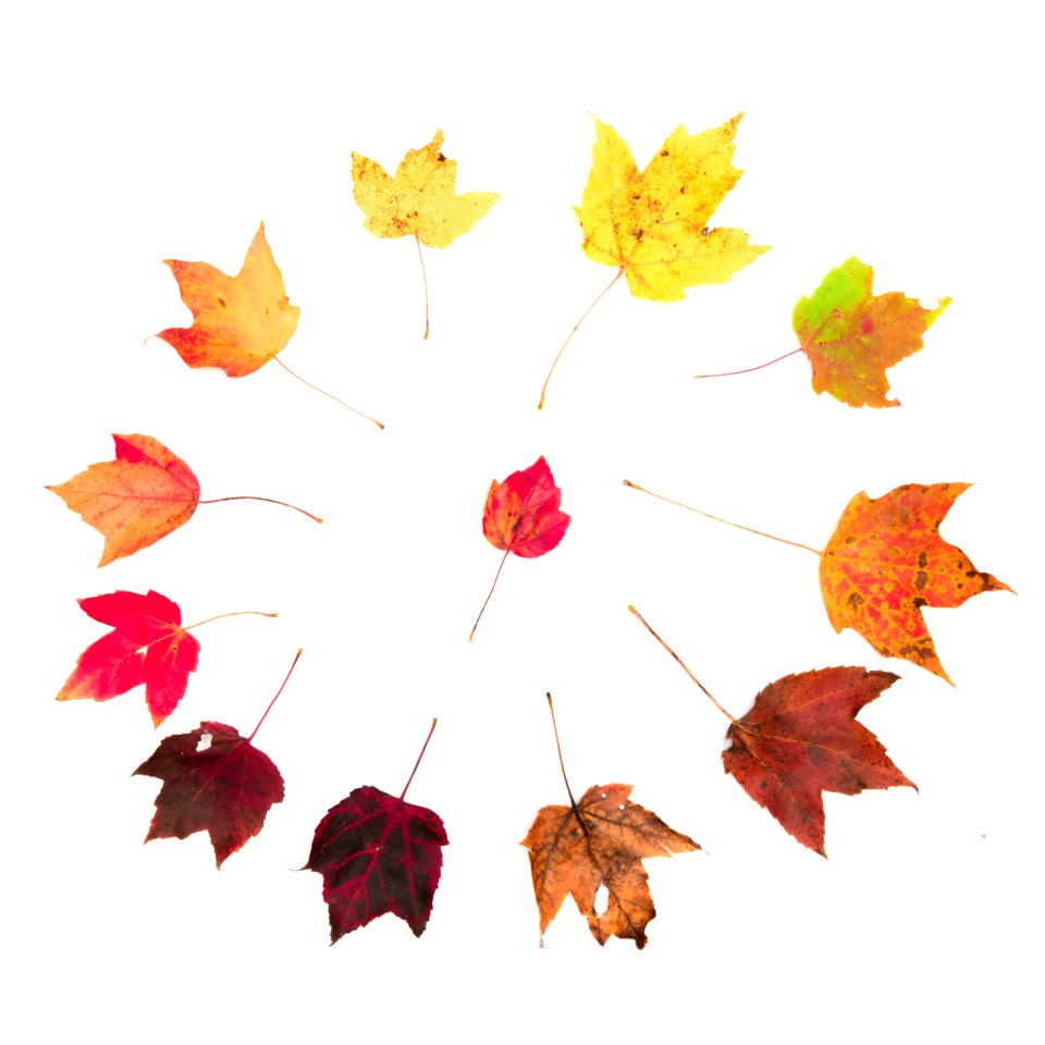 Variations on a Single Tree