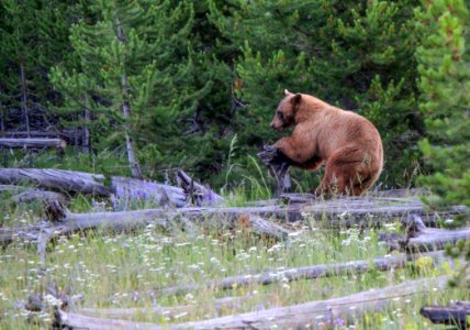 Black bear near West Entrance